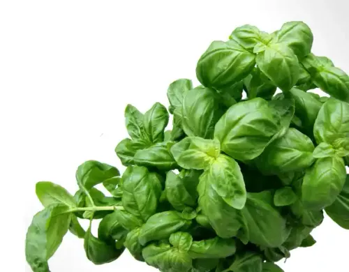 feuille de basilic