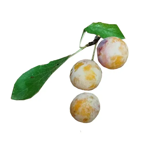 mirabelle