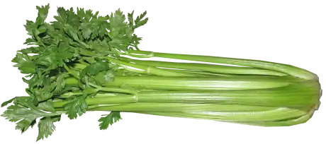 branche de céleri