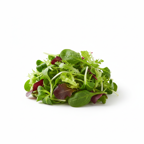 jeune pousse de salade verte